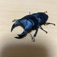 オオクワガタ 奈良輪川西ちなみ血統 元木SP 新成虫 ペア 