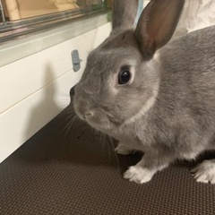 うさぎ里親募集　引取り先決定しました。ありがとうございます。