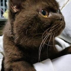 抱っこもさせてくれるチョコレートカラーのブリティッシュちゃんです。 - 猫