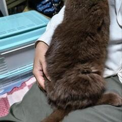 抱っこもさせてくれるチョコレートカラーのブリティッシュちゃんです。 - 里親募集