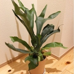 観葉植物　コウモリラン（ビカクシダ）　65cm　5号鉢と受け皿付き