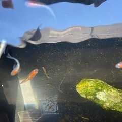 メダカ