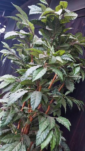 コーヒーの木オブジェ観葉植物オブジェ約２メート