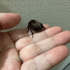 グランディスコフキカブト２メス