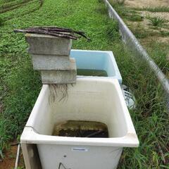 メダカ入れ