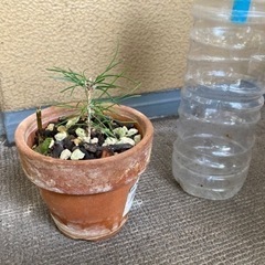 盆栽　黒松　ミニ盆栽