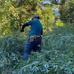 荒れた竹藪整理します　間引き伐採　お安く承ります