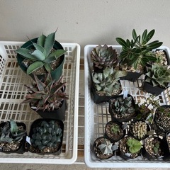 アガベ・多肉植物・塊根植物どれでも1つ500〜1000円の画像