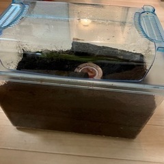 カブトムシ幼虫(10匹~)　飼育ケース付き