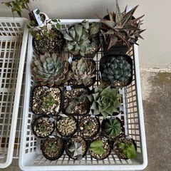 アガベ・多肉植物・塊根植物どれでも1つ500〜1000円の画像