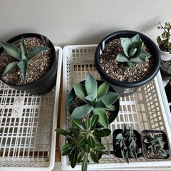 アガベ・多肉植物・塊根植物どれでも1つ500〜1000円の画像