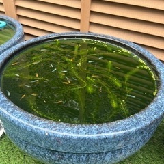 水甕　欲しい方はメダカもセット　5000円
