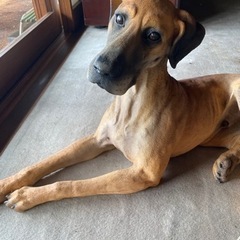 無料！陶製　犬の置物★可愛くてリアル