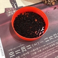 アサガオの種