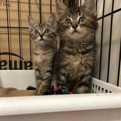 2ヶ月半キジトラ長毛短毛兄妹