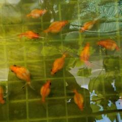 金魚　ピンポンパール　の画像