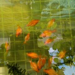 金魚　ピンポンパール　