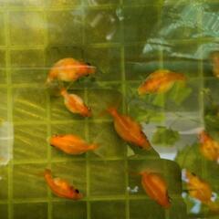 金魚　ピンポンパール　の画像