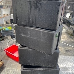 メダカ容器　黒発泡