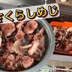 本日収穫、さくらしめじ‼︎