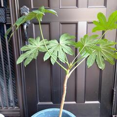 ヤツデ 植木 八つ手の画像