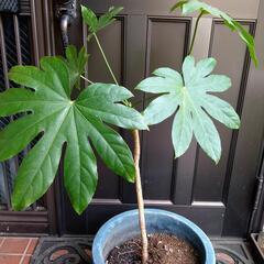 ヤツデ 植木 八つ手の画像