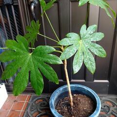 ヤツデ 植木 八つ手の画像