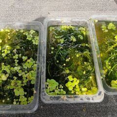水草