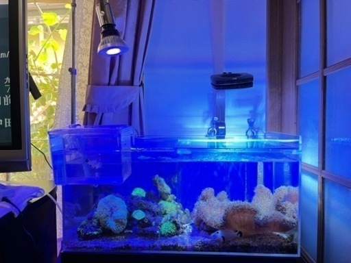 値下げしました‼️日海センター簡単水槽1式 生体付き