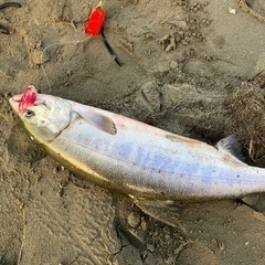 アキアジ(鮭)釣り初心者仲間募集