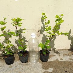 植物【コダチヤハズカズラ】の画像