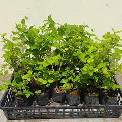 植物【コダチヤハズカズラ】の画像
