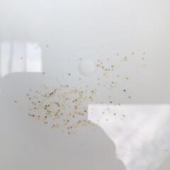 （お話中）めだか　メダカ　ブラックダイヤダルマ　有精卵の画像