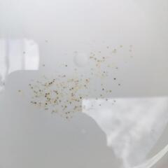 （お話中）めだか　メダカ　ブラックダイヤダルマ　有精卵の画像