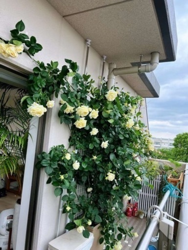 バラ苗【特大苗】シュネーバルツァー (CL白) 国産苗