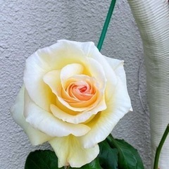 バラ苗【特大苗】シュネーバルツァー (CL白) 国産苗