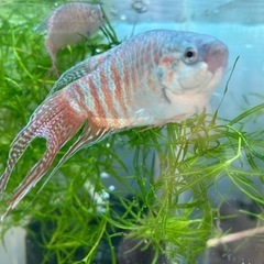 闘魚　スカイブルー　青　オス1匹
