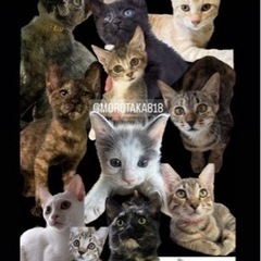 生後8日目〜4ヶ月の子猫里親募集中