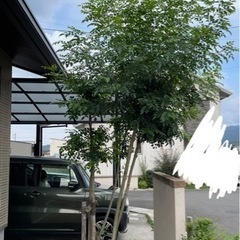 庭木、生垣　貰ってくださいの画像
