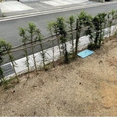 庭木、生垣　貰ってくださいの画像