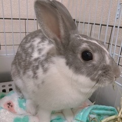 ミニウサギ　メス　2歳