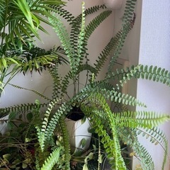 タマシダ