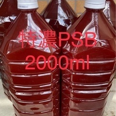 【慧メダカ】特濃光合成細菌(PSB)←家庭内培養可