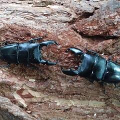 カナディアンワールド昆虫館クワガタカブトムシ展示即売会