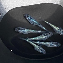 メダカ　夜桜ブルーラメ強タイプ✨成魚２ペアの画像