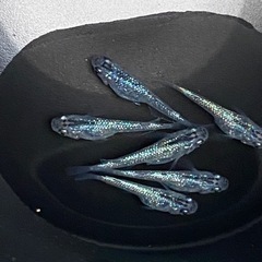 メダカ　夜桜ブルーラメ強タイプ✨成魚２ペアの画像