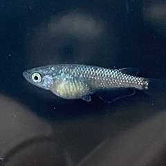 メダカ　夜桜ブルーラメ強タイプ✨成魚２ペアの画像