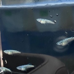 メダカ　夜桜ブルーラメ強タイプ✨成魚２ペアの画像