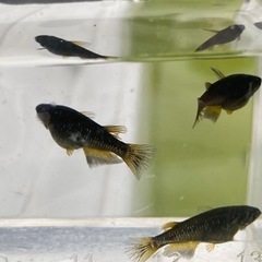 メダカ　ブラックジュエリー✨若魚1ペアの画像