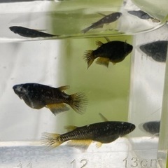 ブラックジュエリー3匹✨